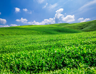 Green tea plantation on rolling hills under a sunny sky with clouds