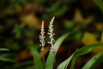 A closeup view of liriope.