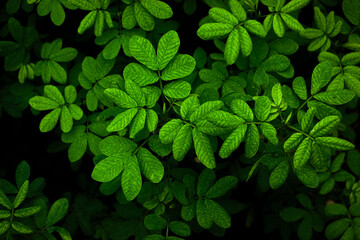 Vivid emerald green hues of the vegetation while letting the background fade into a pure black shadow, creating a dramatic high-contrast effect perfect for modern design aesthetics.