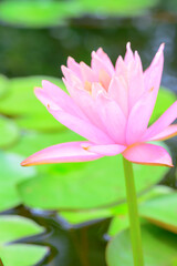 pink lotus flowers_02