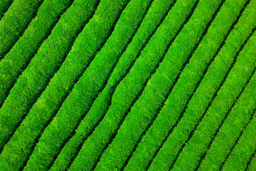 Aerial view of the green tea plantation scenery on the farm
