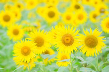 Obraz premium sunflower field in summer_01