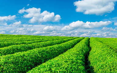 Green tea plantation on rural farm