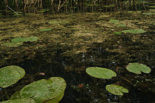 water lily in pond