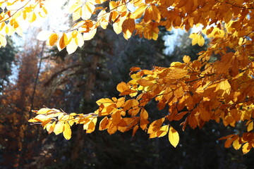 A branch of Fagus orientalis (Oriental Beech) tree with yellow-brown autumn leaves