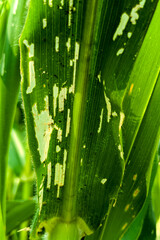 affected corn plant, Corn plants are affected by the fall army worm spodoptera frugiperda pest with...