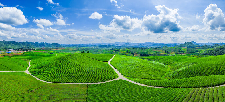 Aerial view of the beautiful green tea plantation on rolling hills in the countryside on a sunny day