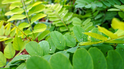 Fresh black locust (Robinia pseudoacacia) leaves with raindrops and morning dew after rain

