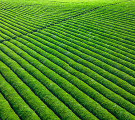 Aerial view of the green tea plantation scenery on the farm