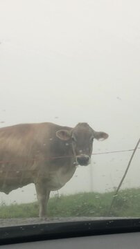 Cows in the Fog on the Italian Alps, Bergamo Province. View from the Car Interior