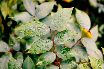 Vibrant Green Compound Leaves with Sparkling Rain Water Droplets Against a Soft Natural Background. Detailed Macro Photography Highlighting Freshness, Purity, and Botanical Texture.