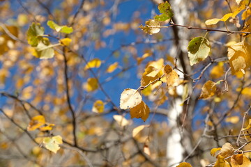 yellow leaves in spring