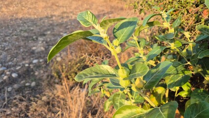 close up of Indian ginseng or winter cherry (Withania somnifera) branch with blooms and seed pods