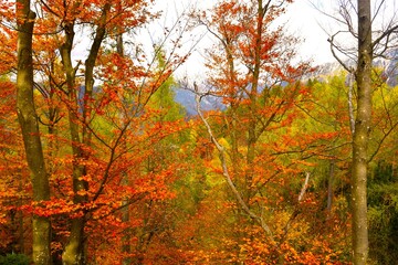 Colorful autumn beech deciduous, broadleaf forest with orange and green foliage
