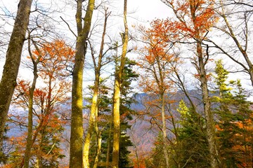 European beech temperate, deciduous, broadleaf forest in autumn