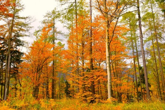 European beech (Fagus sylvatica) forest in orange autumn colors