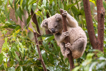 Young Koala Climbing Tree at Currumbin Wildlife Sanctuary Australia