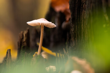 Grzyby w jesiennym lesie. 