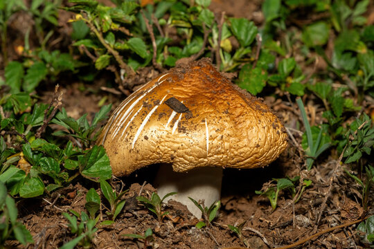 A wild Termitomyces umkowaan (I&rsquo;kowe) emerging from the ground in South Africa