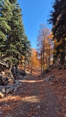 Obraz premium autumn path throuhg a sunny forest valley. peaceful forest road covered in fallen autumn leaves