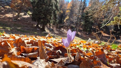 Beautiful Naked Ladies Flowers in the Anatolian Highlands, possibly Colchicum cilicicum or Colcihum speciosum