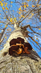 Upward View of Parasitic Mushrooms Clinging to the Trunk of a Beech Tree