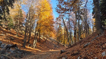 Fototapeta premium autumn path throuhg a sunny forest valley. peaceful forest road covered in fallen autumn leaves