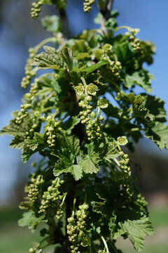 red currant blooms