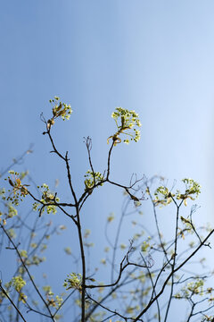 Fototapeta  tree blooming in the sky early spring