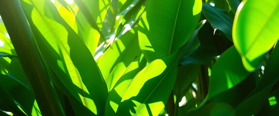 Obraz premium Lush vibrant green tropical leaves, sunlight dappled, greenery, flora
