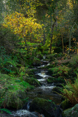 Obraz premium Small waterfall cascades running through a moss covered rocky ravine during autumn at Wyming Brook Nature Reserve in the Derbyshire, Peak District National Park.