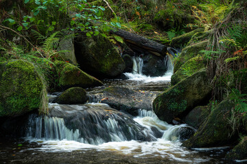 Fototapeta premium Autumn woodland and cascading water at Wyming Brook in the Derbyshire, Peak District National Park.