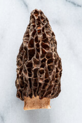 Close-up of a dried morel mushroom on a white background