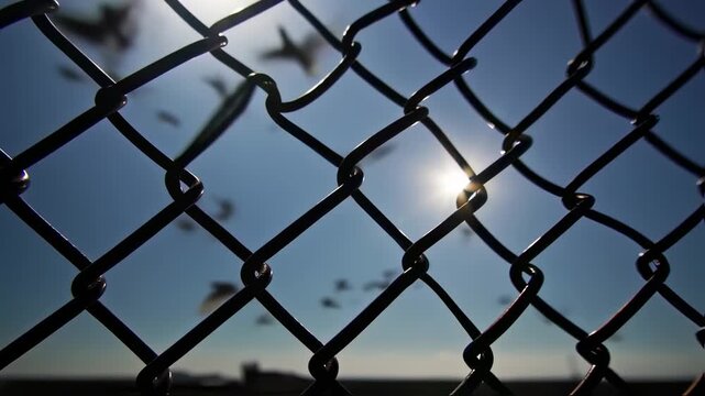 Birds in Flight Behind a Chain Link Fence on a Sunny Day.