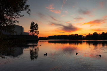 Beautiful adult mallard ducks swimming in the lake during autumn golden hour in Riga, Latvia.