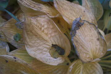 The hosta plant leaves appear dried up and are changing color.