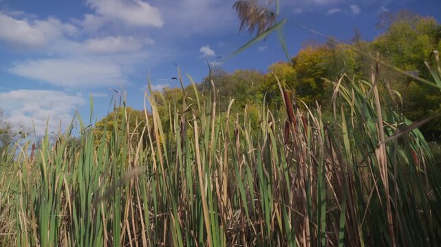 Natures Wetland marsh grasses sway in windy autumn rural landscape