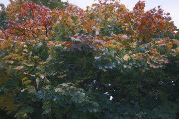 Maple tree transitions to Fall. Leaves display diverse colors.