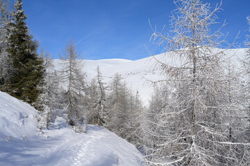 Lachtal ski tour track winding through snow covered winter forest. Winding track leading through snow-covered forest with frosted trees and blue sky during winter.