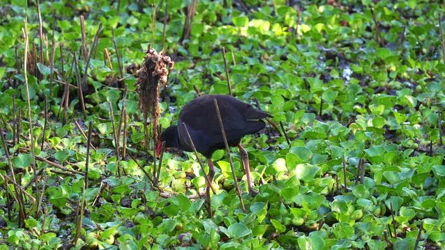 An adult Australasian Swamphen (Porphyrio melanotus) walking in the wetland filled with dense green aquatic plants, foraging for food in the habitat, close up shot.