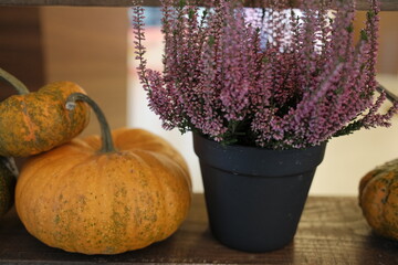 Small pumpkins and a potted purple heather plant decorate a shelf.