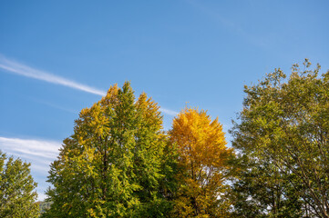 青空に映えるイチョウの木と秋空
