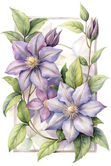 A beautiful watercolor illustration of delicate purple clematis flowers with green leaves and buds, set within a subtle, lightcolored frame, isolated on a transparent background