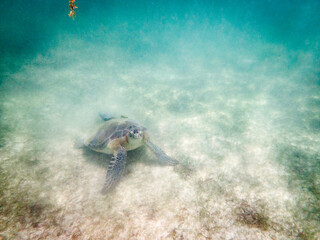 Torture de mer à Akumal