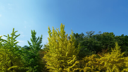 Obraz premium Ginkgo tree with mountain backdrop under clear blue sky