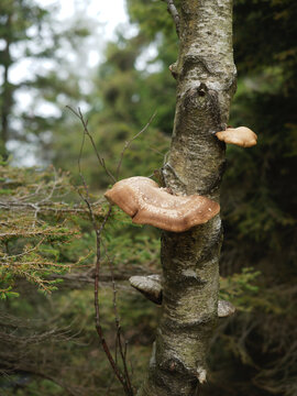 Bracket Fungi Growing On Tree Trunk In Forest Setting With Greenery