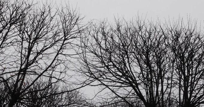 Slow pan reveals Riga&rsquo;s Nativity Cathedral from stark winter branches to glowing golden domes and Orthodox crosses against a pale sky, blending nature&rsquo;s bareness with faith and quiet resilience.