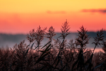 A beautiful autumn sunrise scenery with reeds growing in a lake. Morning landscape of Riga, Latvia.