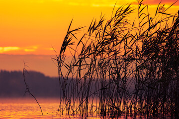 Fototapeta premium A beautiful autumn sunrise scenery with reeds growing in a lake. Morning landscape of Riga, Latvia.