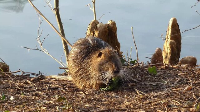 Wild Nutria Eating Grass Near Lake.
